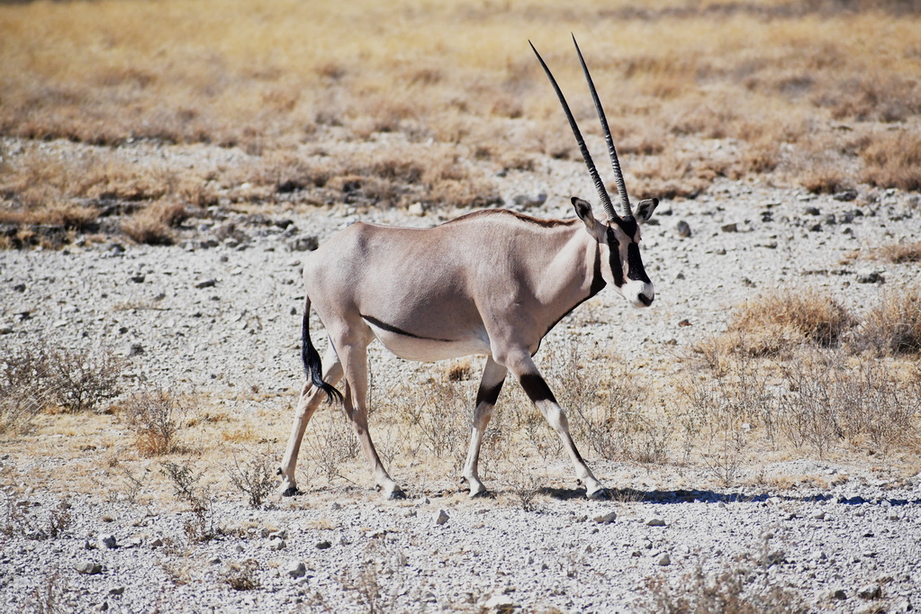 Buffalo Springs Nat. Reserve